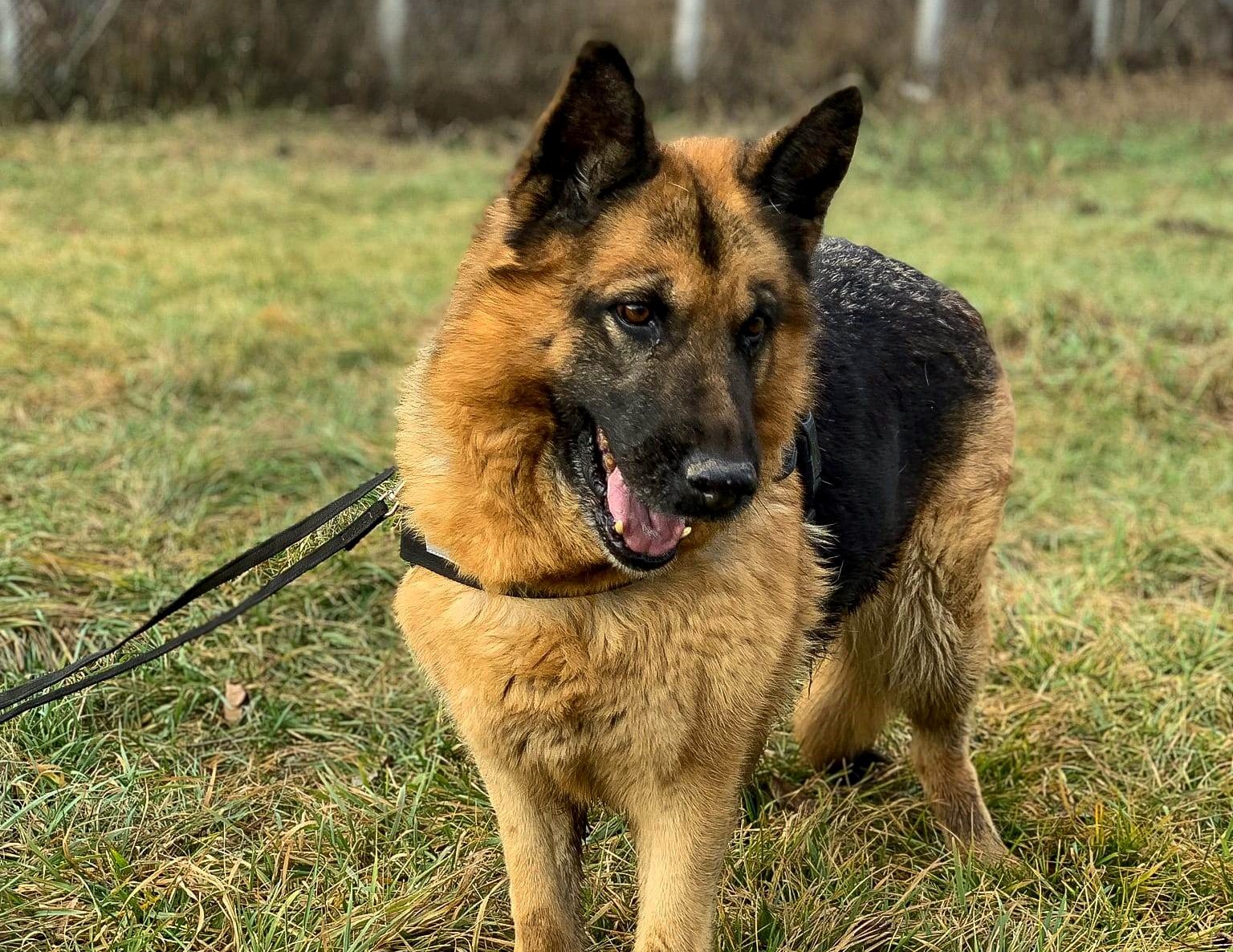 Un câine scos la pensie de Jandarmerie își caută acum o familie