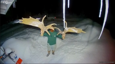 VIDEO. Momentul când un elan rămâne fără coarne. Imaginile au devenit virale