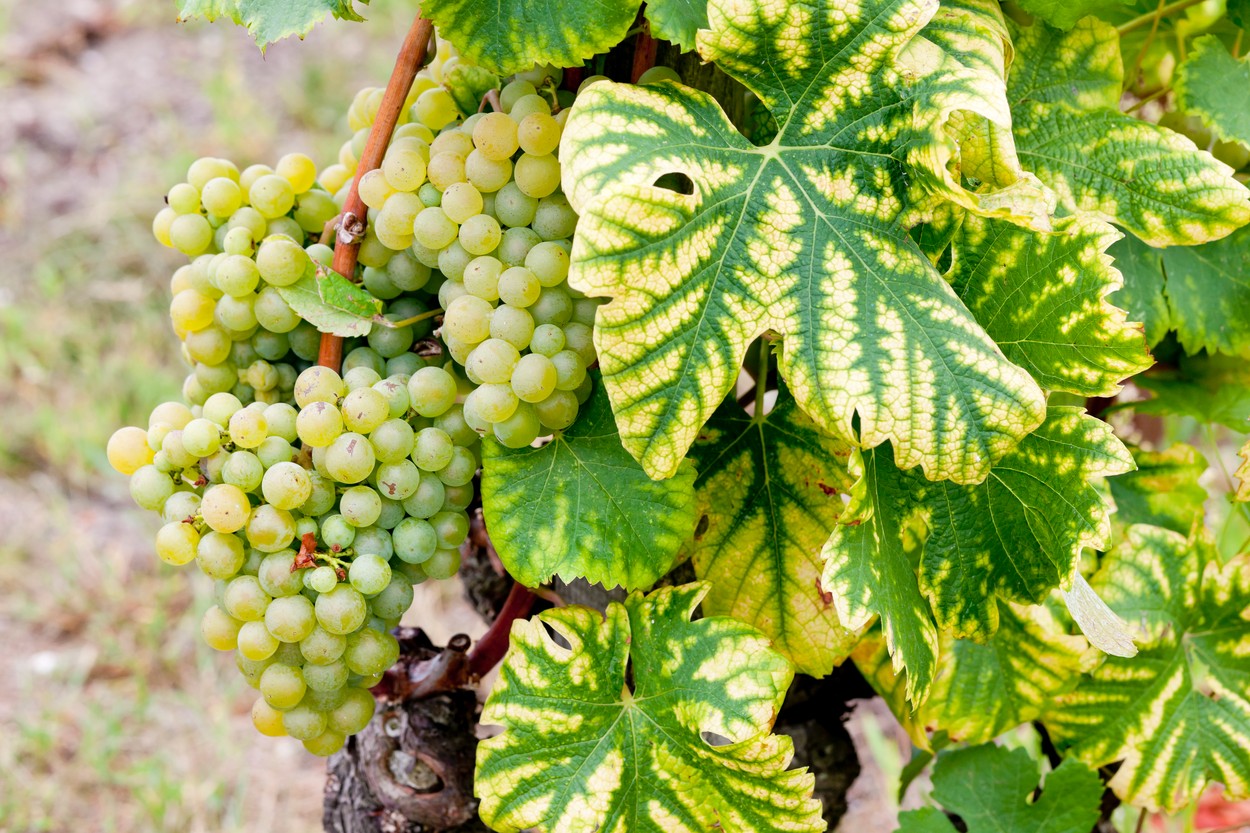 Cum a transformat încălzirea globală Suedia într-o țară producătoare de vin