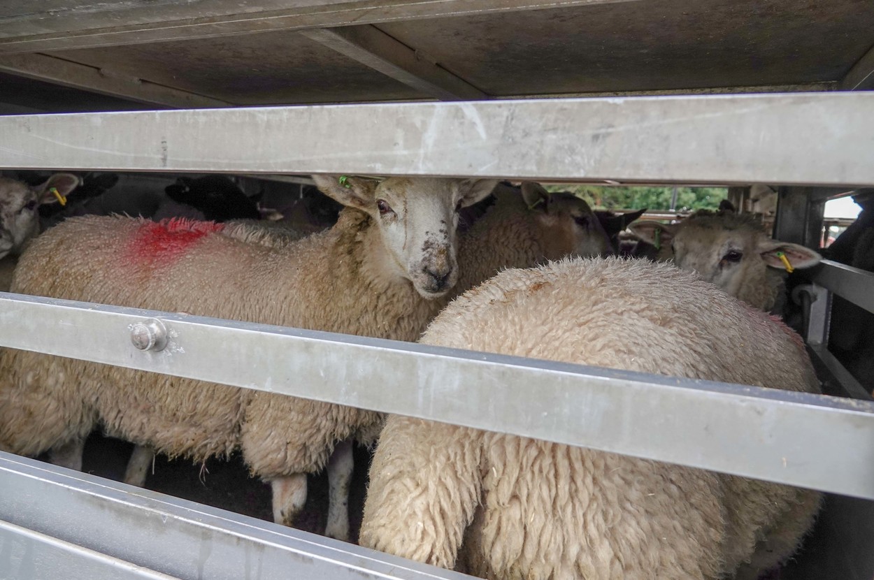 PSD anunță că se opune interzicerii exportului de animale vii. Proiectul de lege a fost inițiat de fostul premier Florin Cîțu