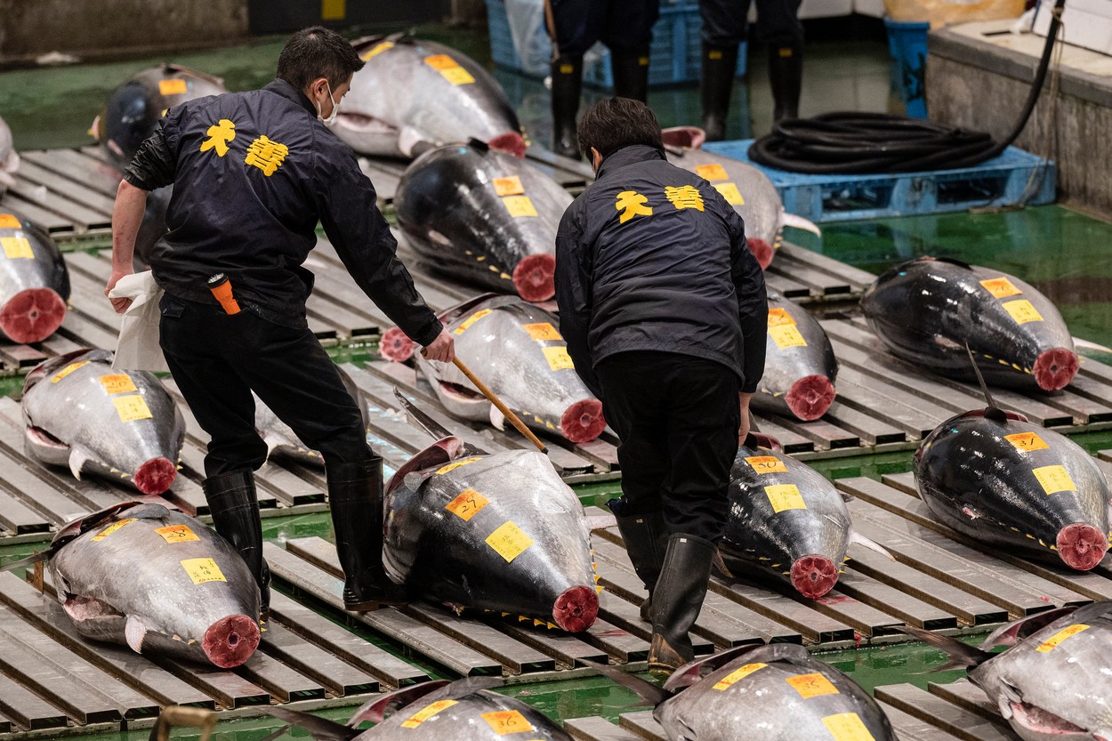 Un ton roșu de 212 kg, vândut pentru o sumă record. Momentul marchează revenirea japonezilor în restaurante după pandemie
