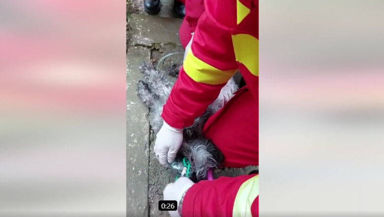 câine salvat de pompieri în Constanța