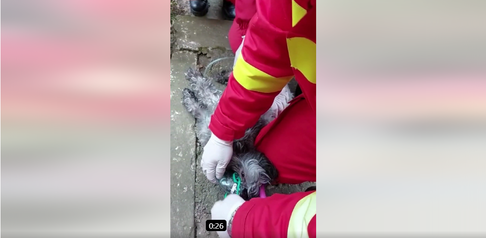 Câine salvat de pompieri după o intervenție la un incendiu. „I-au făcut masaj cardiac și i-au administrat oxigen până și-a revenit”