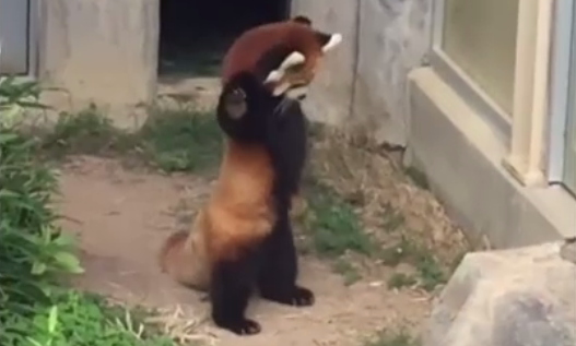 VIDEO. Reacția unui pui de panda roșu care se sperie de o piatră