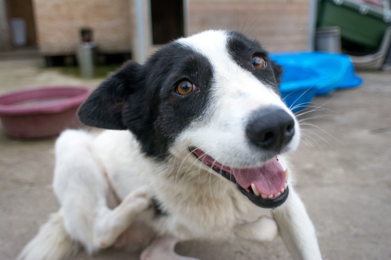 Bucureştenii care au adoptat câini de pe stradă îi pot steriliza gratuit de pe 27 ianuarie