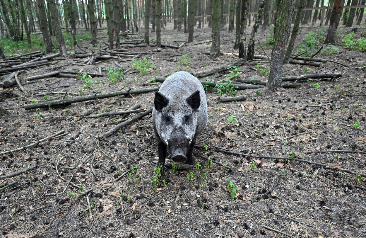 Un vânător din Buzău a ajuns la spital după ce a fost atacat de un porc mistreț