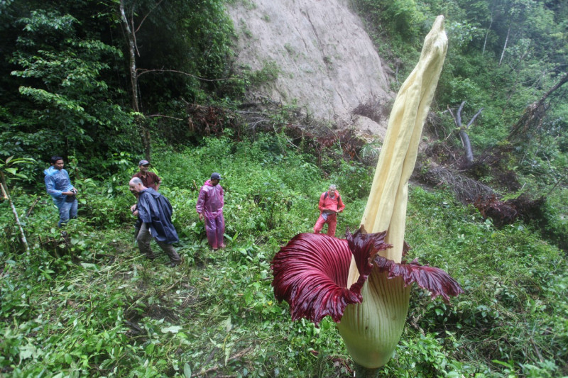 Amorphophallus titanum flower blooms in Agam, West Sumatera