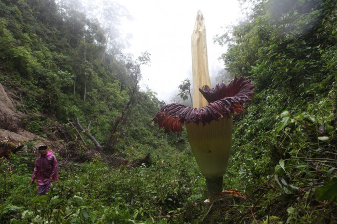 Amorphophallus titanum flower blooms in Agam, West Sumatera