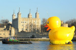 50 foot high rubber duck on the River Thames, London - 11 Dec 2012