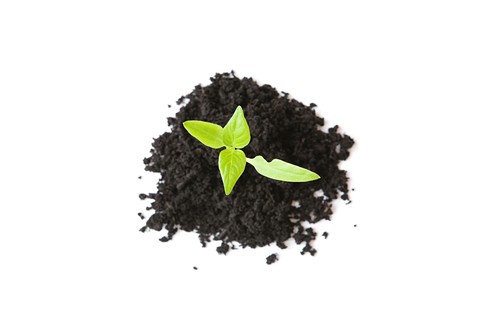 Statul american New York a aprobat transformarea cadavrelor umane în compost