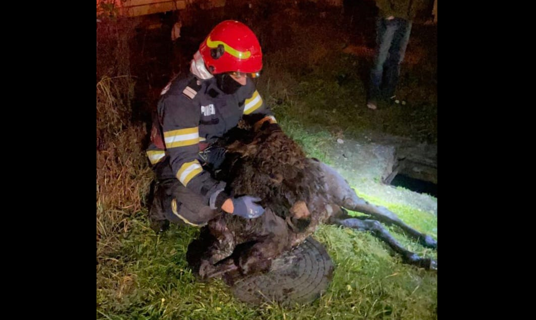 Măgărușul "Aiurel" a fost salvat de pompieri dintr-un canal plin cu apă în prima zi din 2023