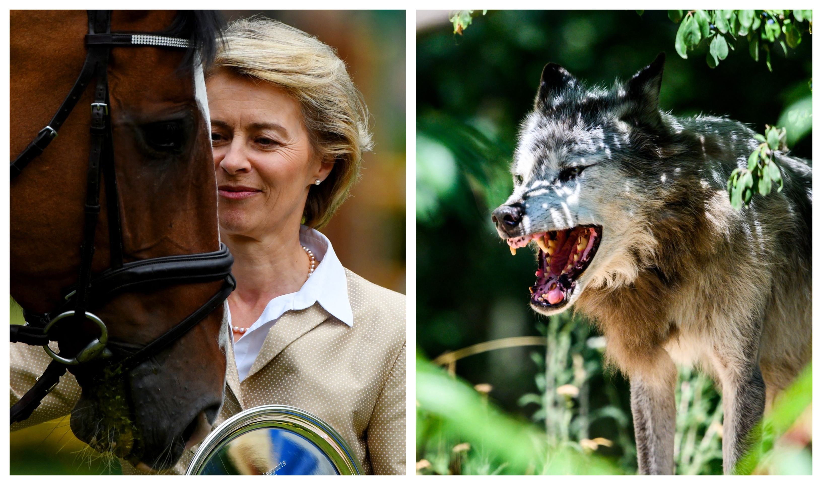 Ursula von der Leyen i-a pus gând rău lupului care i-a omorât poneiul. Soarta lupilor din Europa, sub semnul întrebării