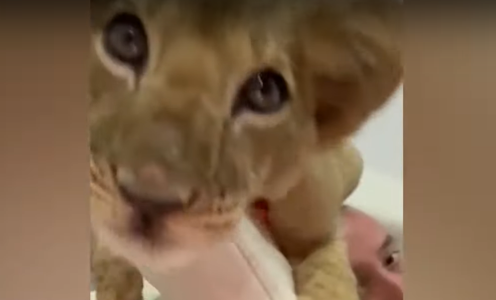 Un moldovean a primit cadou un pui de leu pentru că a ajutat refugiații ucraineni și l-a transformat în animal de companie