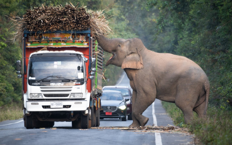 Greedy wild elephant stops passing trucks to steal sugarcane