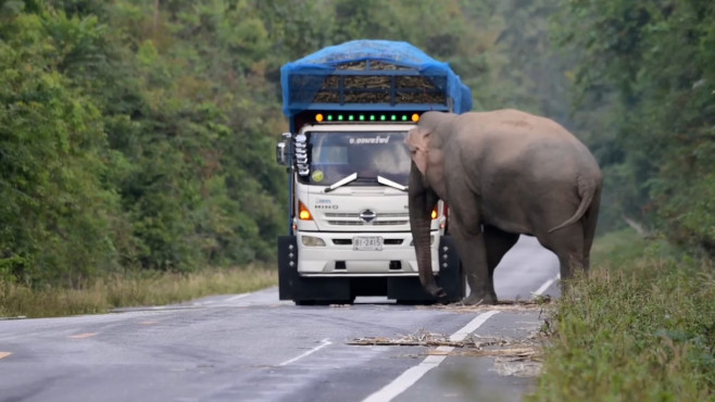 Un elefant lacom și leneș oprește în trafic camioanele cu trestie de zahăr ca să mănânce AGFzaD1kMTlmMGM3MDZkOTUyZDEzMmEwMDQ0MWY5ZmVkYTkwZA==.thumb