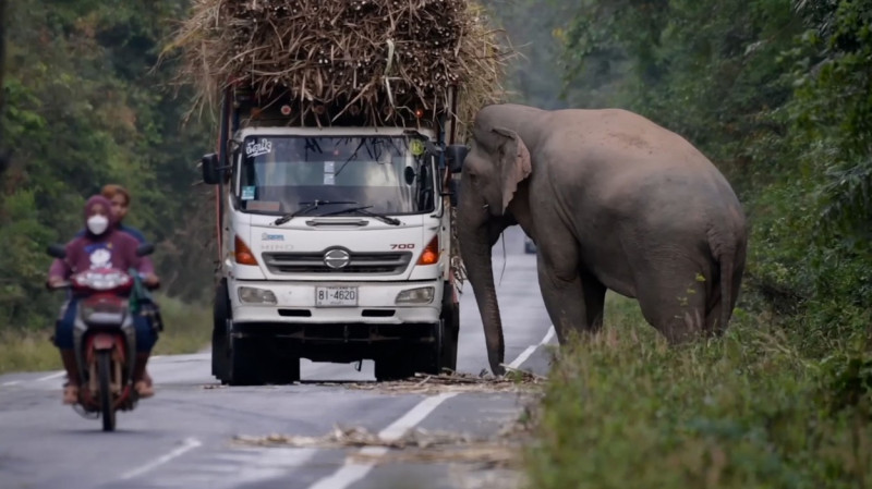 Greedy wild elephant stops passing trucks to steal sugarcane