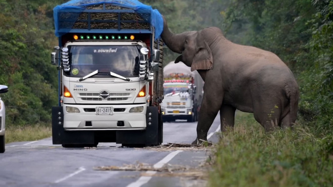 Un elefant lacom și leneș oprește în trafic camioanele cu trestie de zahăr ca să mănânce AGFzaD00Zjk4MmZiYmZkZTg4YmMyODRmYTU4MTQxZjg1OTM4ZA==.thumb