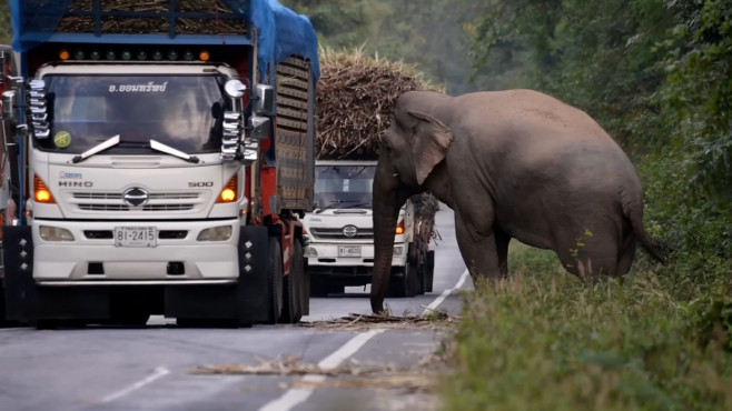 Greedy wild elephant stops passing trucks to steal sugarcane