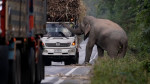 Greedy wild elephant stops passing trucks to steal sugarcane