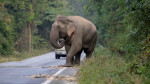 Greedy wild elephant stops passing trucks to steal sugarcane