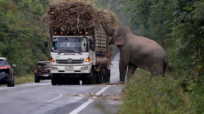 Un elefant lacom și leneș oprește în trafic camioanele cu trestie de zahăr ca să mănânce AGFzaD05ZDFlMmRlYjA2OTRlNDdhM2FkNjcxNGZkYzA2OTY1MA==.thumb