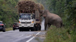 Greedy wild elephant stops passing trucks to steal sugarcane