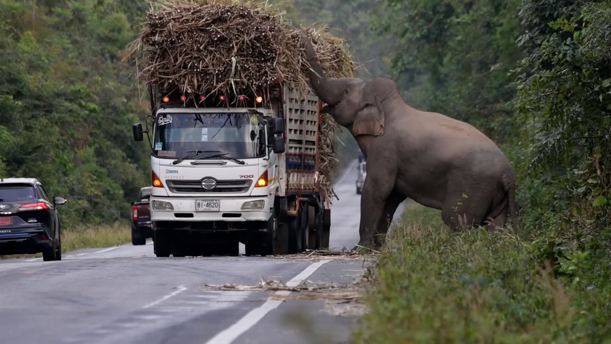 Un elefant lacom si lenes opreste in trafic camioanele cu trestie de zahar ca sa manance