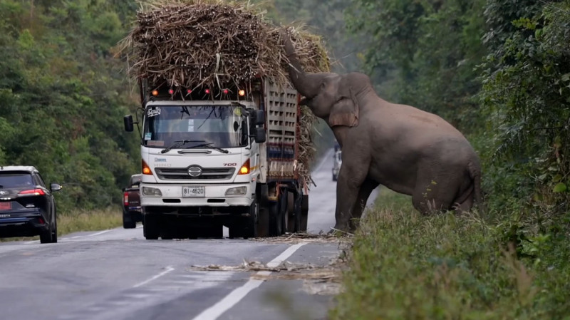 Greedy wild elephant stops passing trucks to steal sugarcane