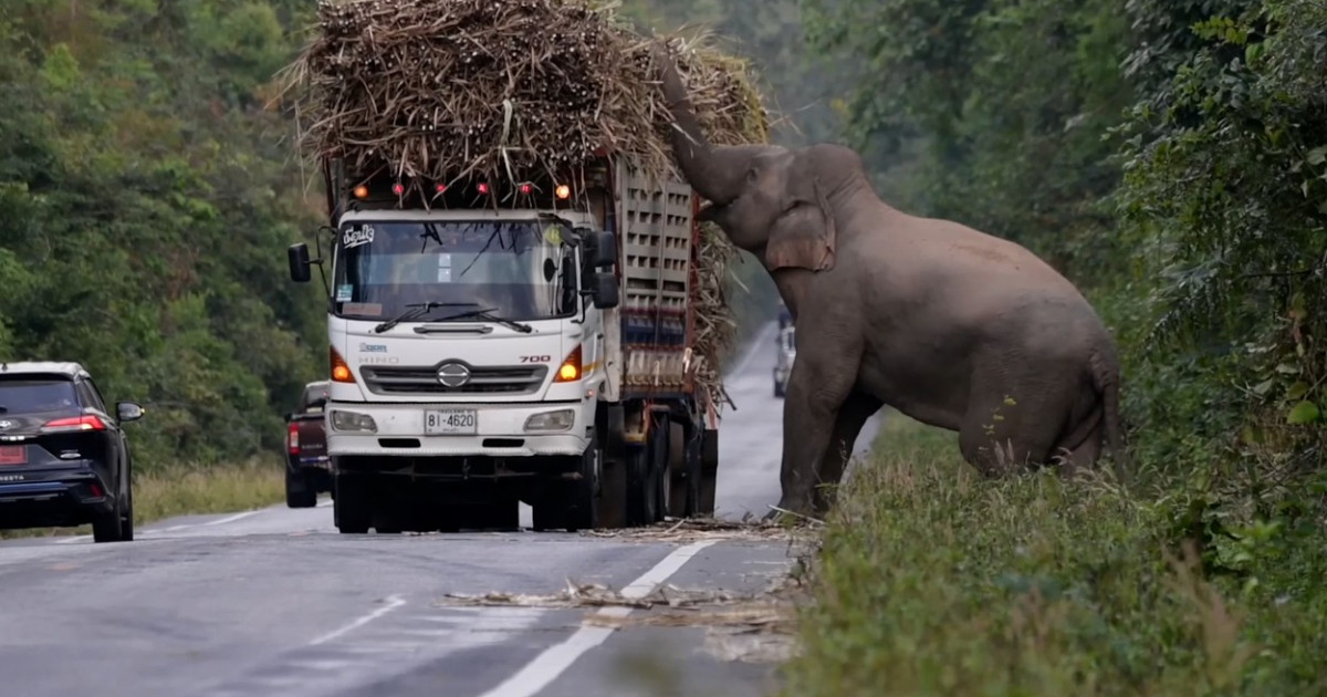 Un elefant lacom și leneș oprește în trafic camioanele cu trestie de ...