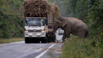 Greedy wild elephant stops passing trucks to steal sugarcane