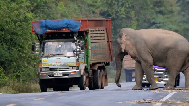 Greedy wild elephant stops passing trucks to steal sugarcane