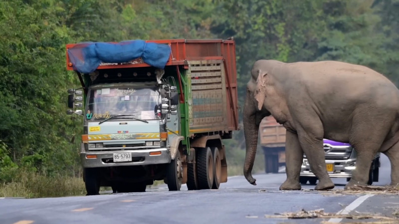 Greedy wild elephant stops passing trucks to steal sugarcane