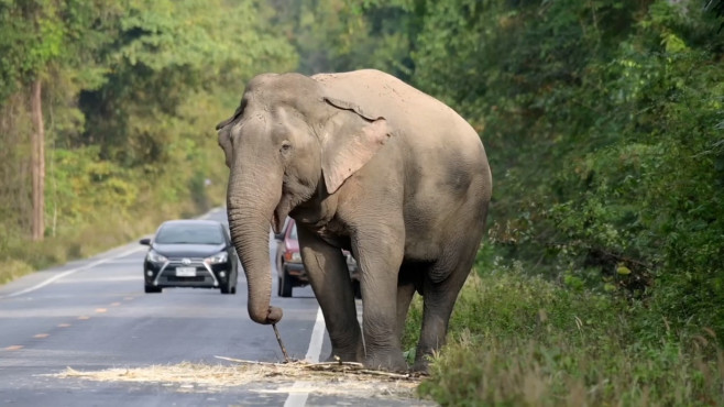 Greedy wild elephant stops passing trucks to steal sugarcane