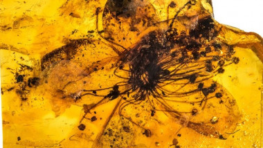 floare fosilizata in chihlimbar