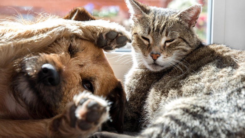 De Sfantul Anton, in Spania, animalele de companie primesc binecuvantarea preoţilor in cadrul unui ritual anual