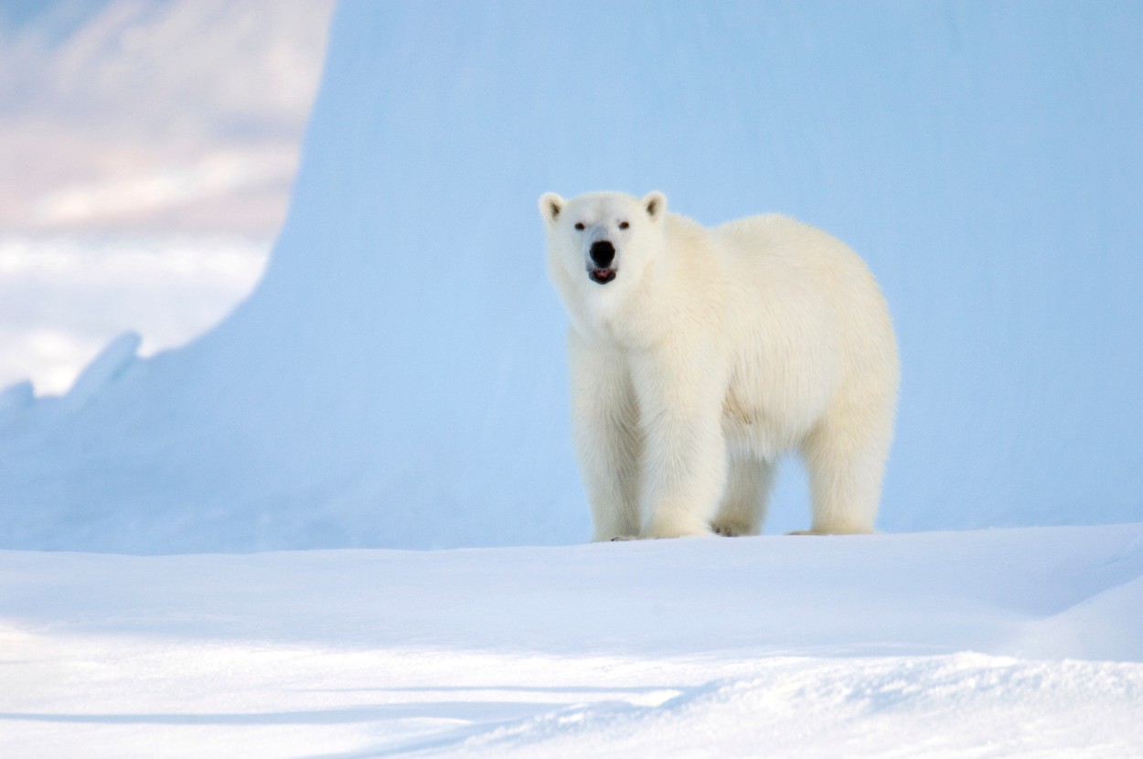 Un urs polar a ucis doi oameni în Alaska. Biologii se tem că astfel de atacuri s-ar putea înmulţi