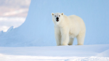 Un urs polar pe insula canadiană Baffin.