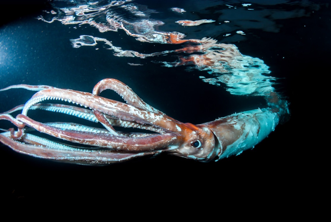 Filmare extrem de rară: Un scafandru japonez a dat peste o creatură misterioasă din adâncul oceanului. „Dacă mă prindea, nu mai scăpam”