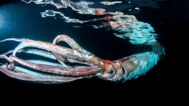 calamar uriaș înoată aproape de suprafață