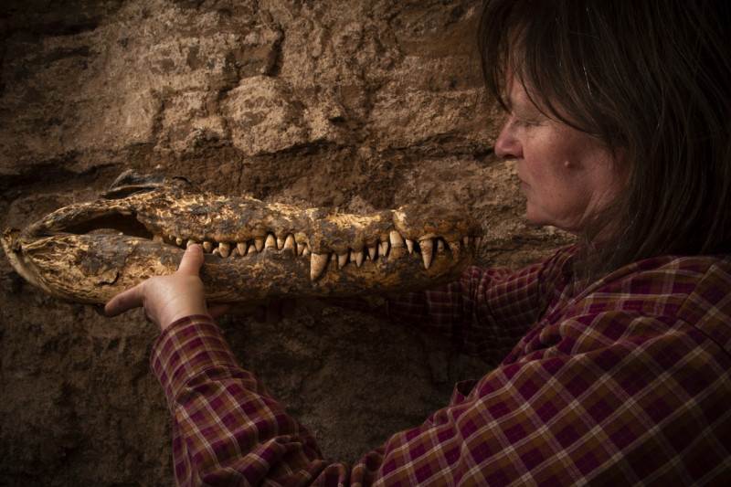 EGYPT QUBBAT-AL-HAWA CROCODILE MUMMIES