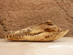 Spanish Archaeologists Discover Egyptian Crocodile Mummies