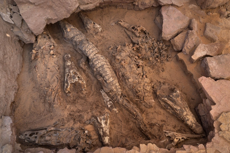 Egypt Qubbat-Al-Hawa Crocodile Mummies, Qubbat Al-Hawa, Egypt - 19 Jan 2023