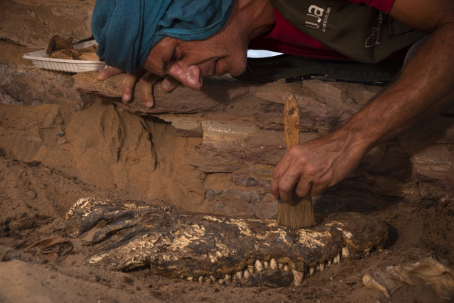 Spanish Archaeologists Discover Egyptian Crocodile Mummies