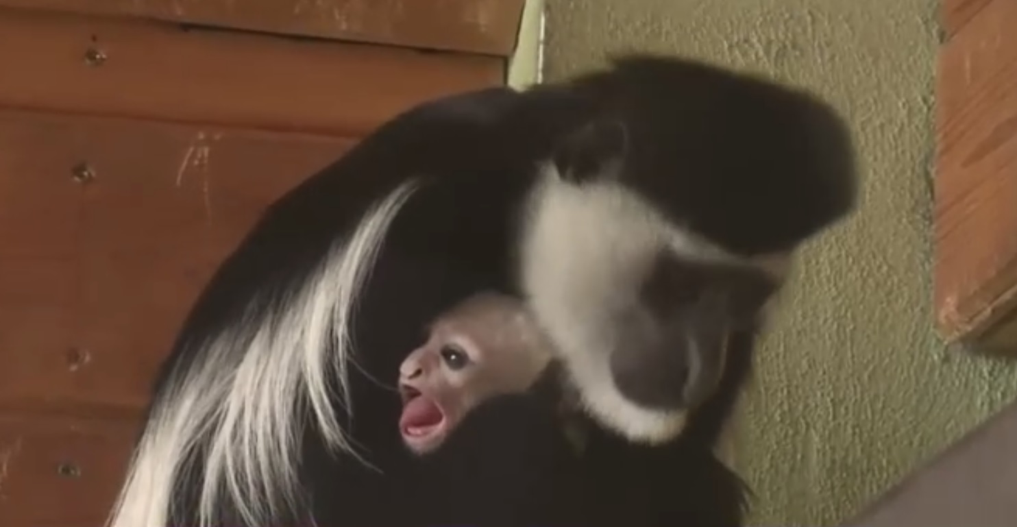 Un pui de maimuță Colobus, vedetă la Zoo Brașov. Are două săptămâni și stă toată ziua în brațe