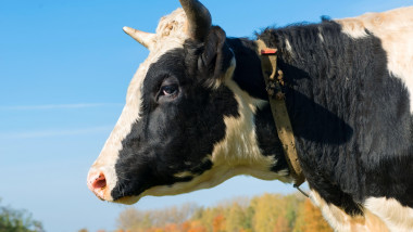 Autorităţile din Arad au descoperit o crescătorie de vaci improvizată