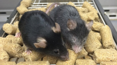 șoareci într-un experiment
