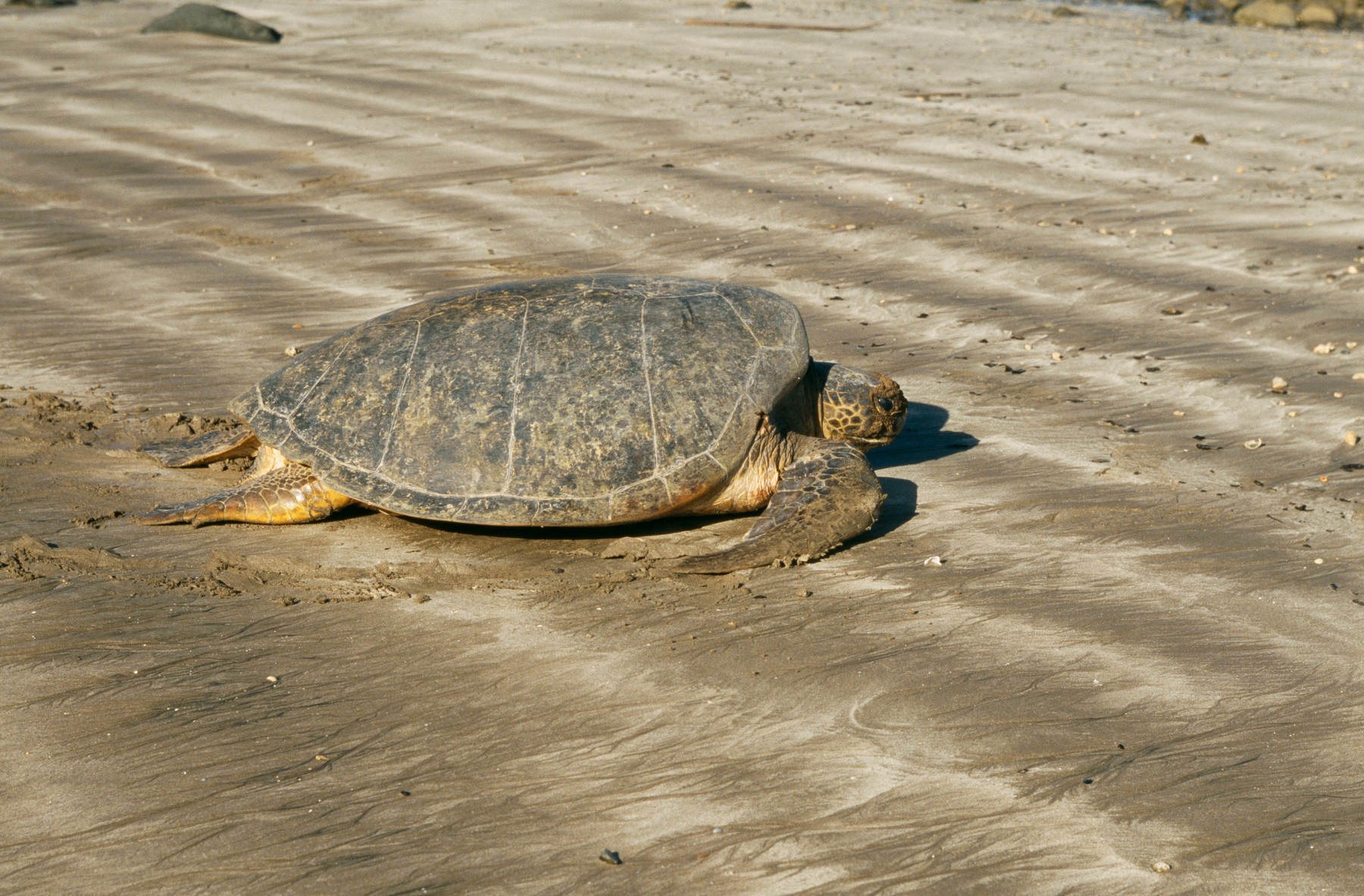 Indonezia: Zeci de țestoase marine dintr-o specie pe cale de dispariție au fost salvate din mâinile braconierilor