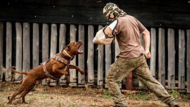 Exclusive feature: SAVING OUR RHINO, ONE BITE AT A TIME – South African organisation using dogs especially trained in anti-poaching, tracking, attacking and apprehension.