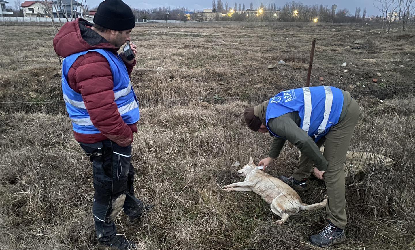 Poliţia Locală Sector 6 susține că a chemat ASPA de 85 de ori pentru a prinde câini fără stăpân, însă hingherii au venit doar de 7 ori