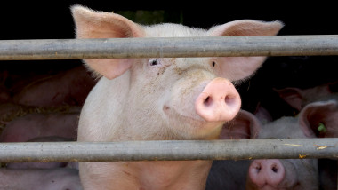 porc se uită prin gard